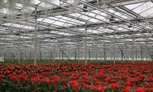 Greenhouses are India’s way forward in the climate crisis